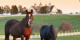 Trust-your-Horse Stallempfehlungen